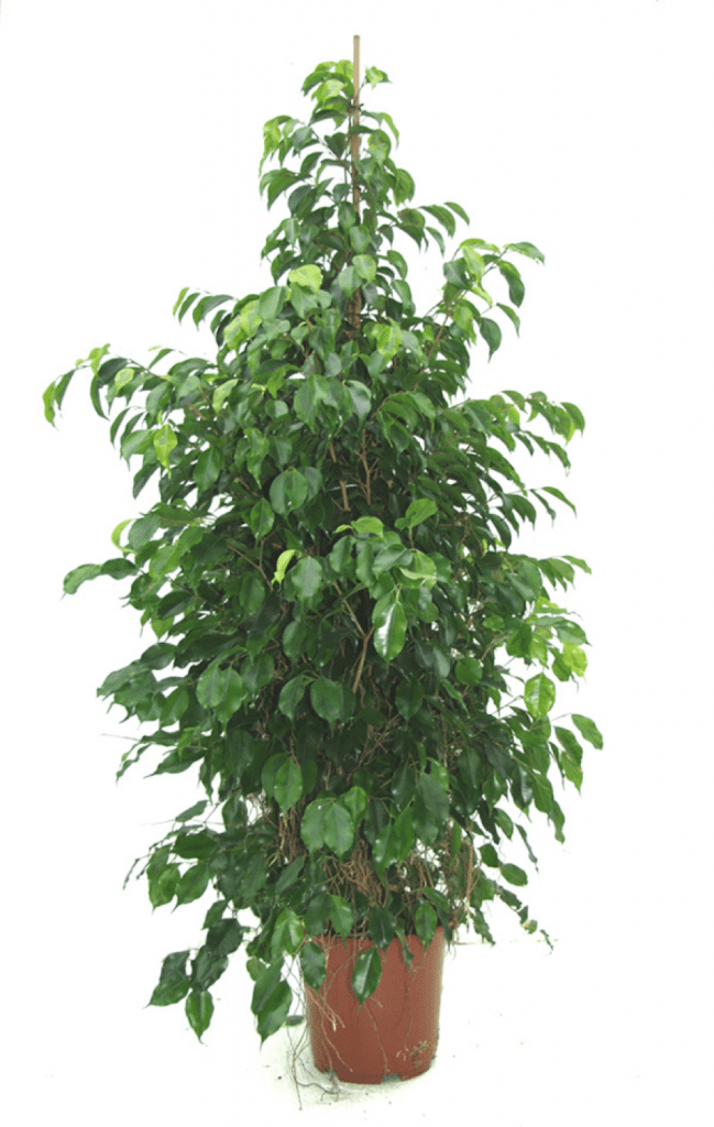 plante verte
